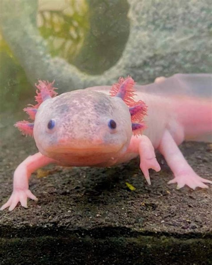Exploring The Fascinating World Of The Dirty Leucistic Axolotl