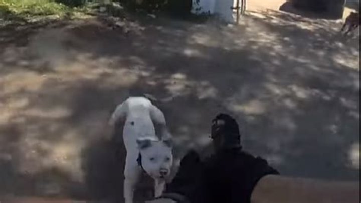 Who Is Deputy Ryan Kuehner? Off-Duty Cop Shoots Dog With Pellet Gun - Here's What We Know 